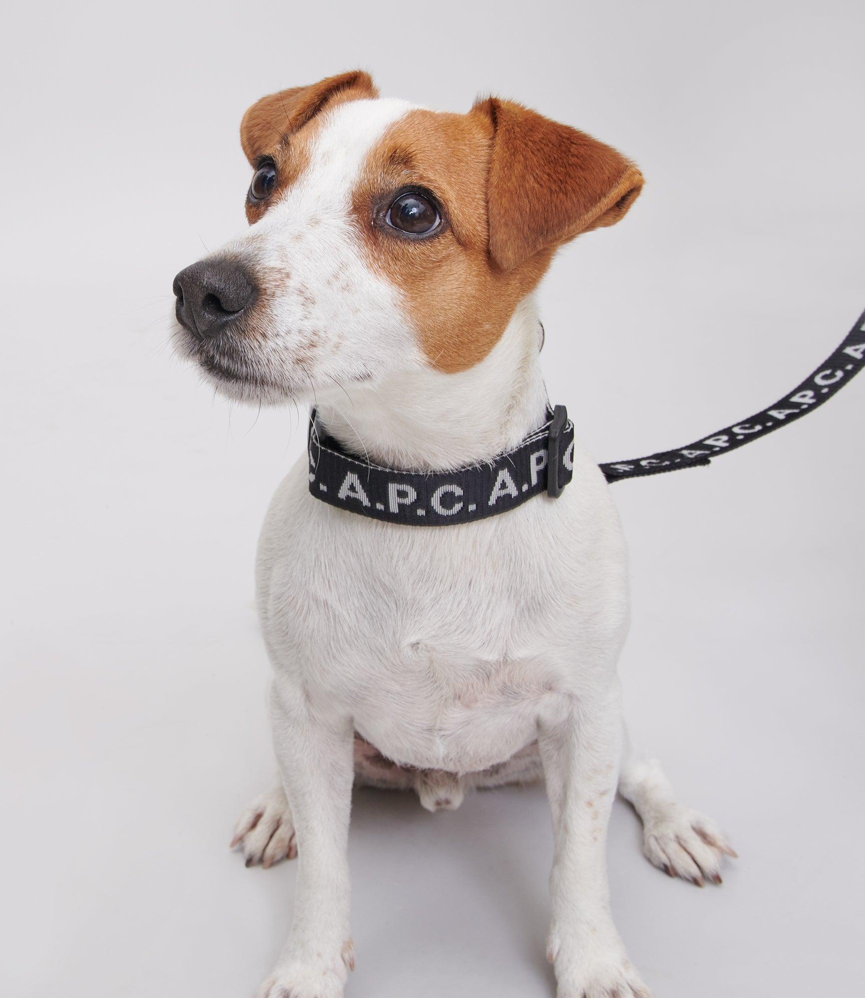 Toutou Logo collar Product Image