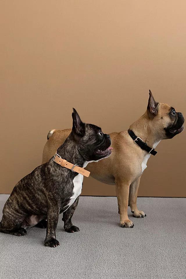 Boo Oh Lumi Collar Product Image