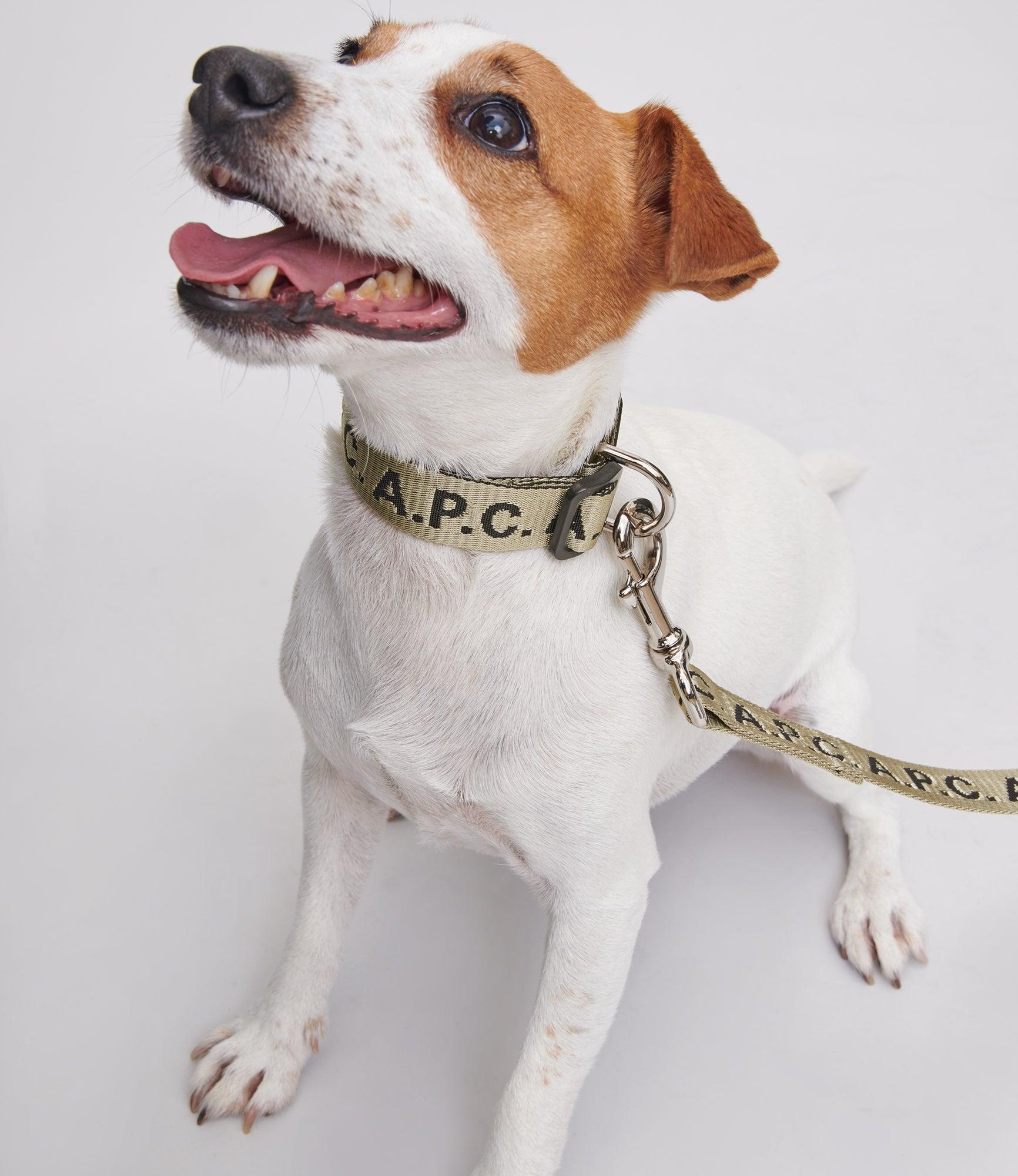 Toutou Logo collar Product Image