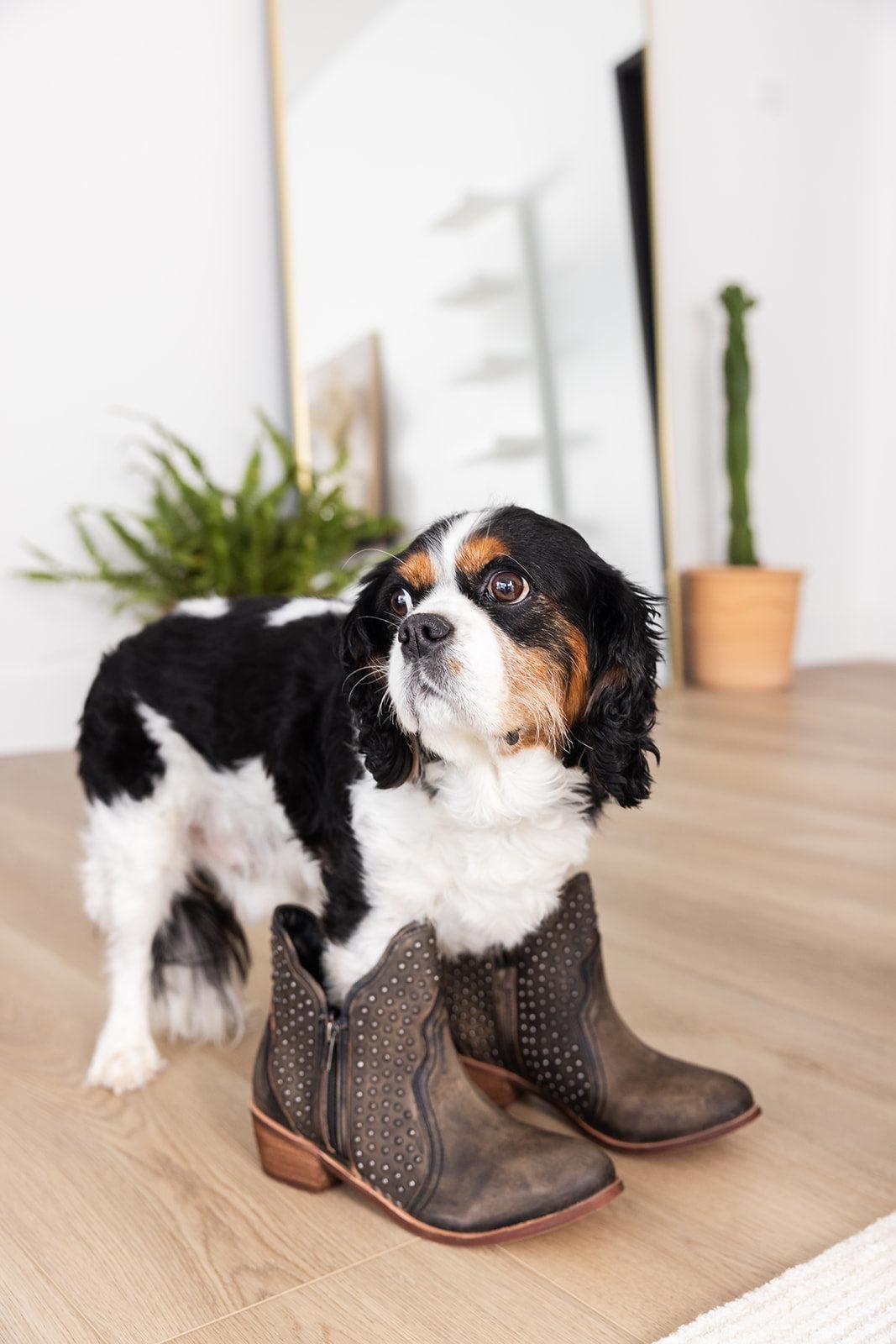 Nailed It Ankle Boot in Black (Online Exclusive) Product Image