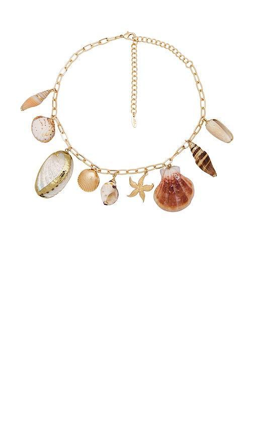 COLLIER PRIVATE ISLAND ASSORTED SHELL Product Image