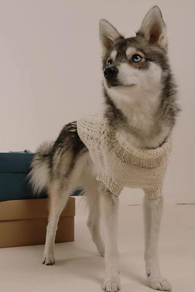 Cable Knit Dog Sweater Product Image