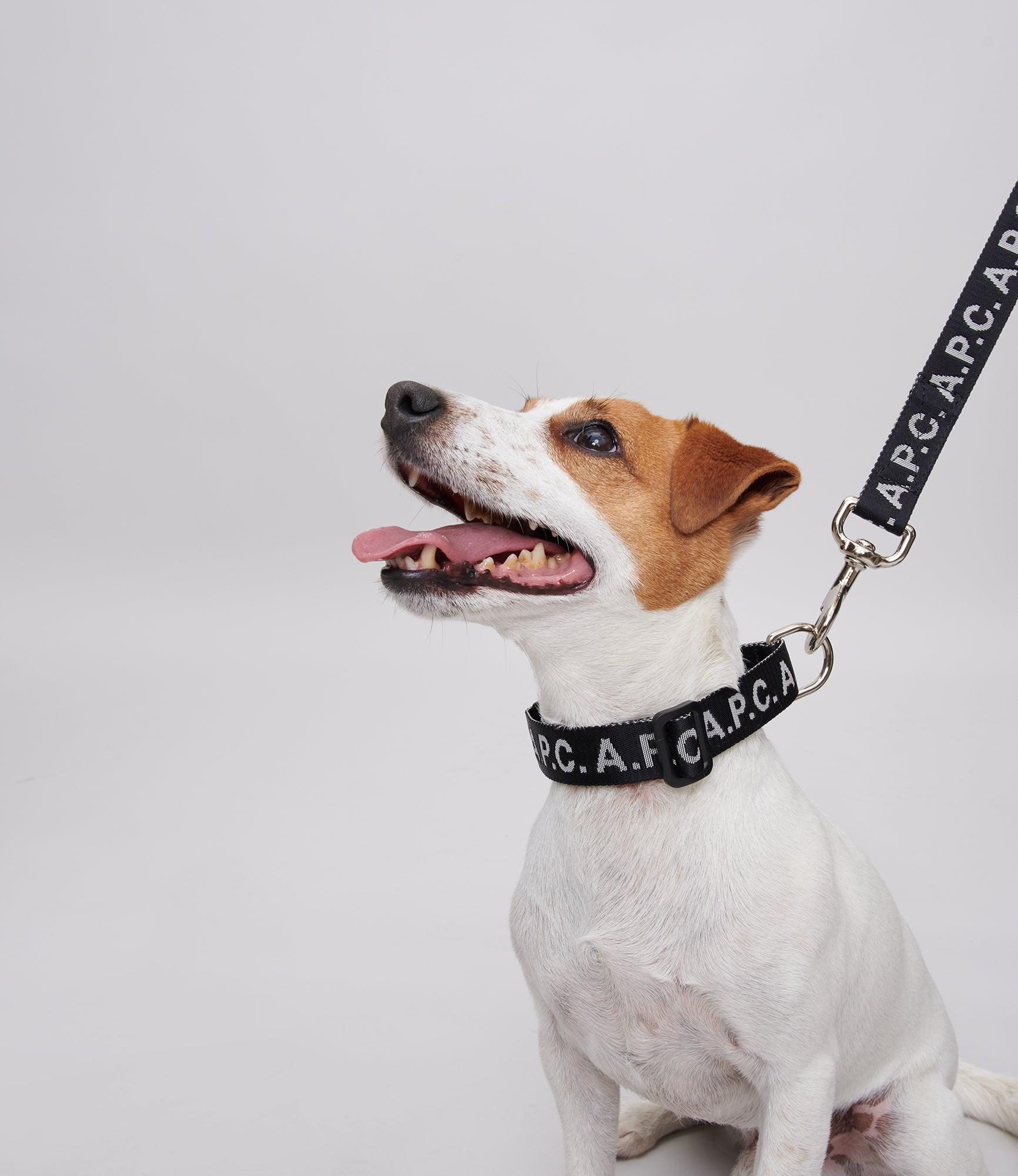 Toutou Logo collar Product Image