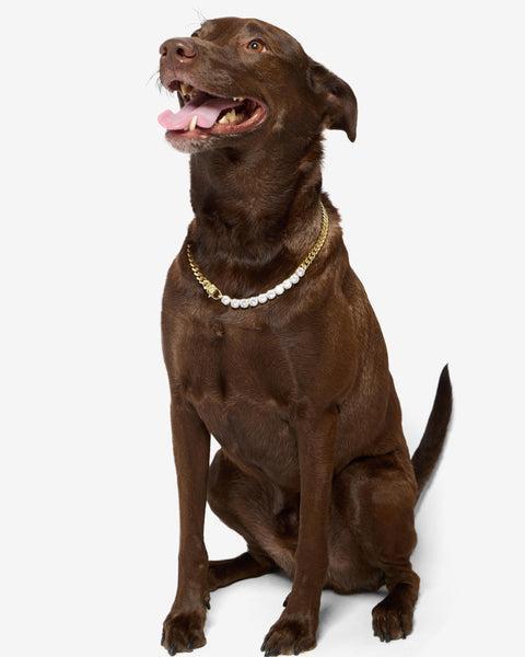 Thor Loves Diamonds Pet Necklace - Gold|White Diamondettes Product Image