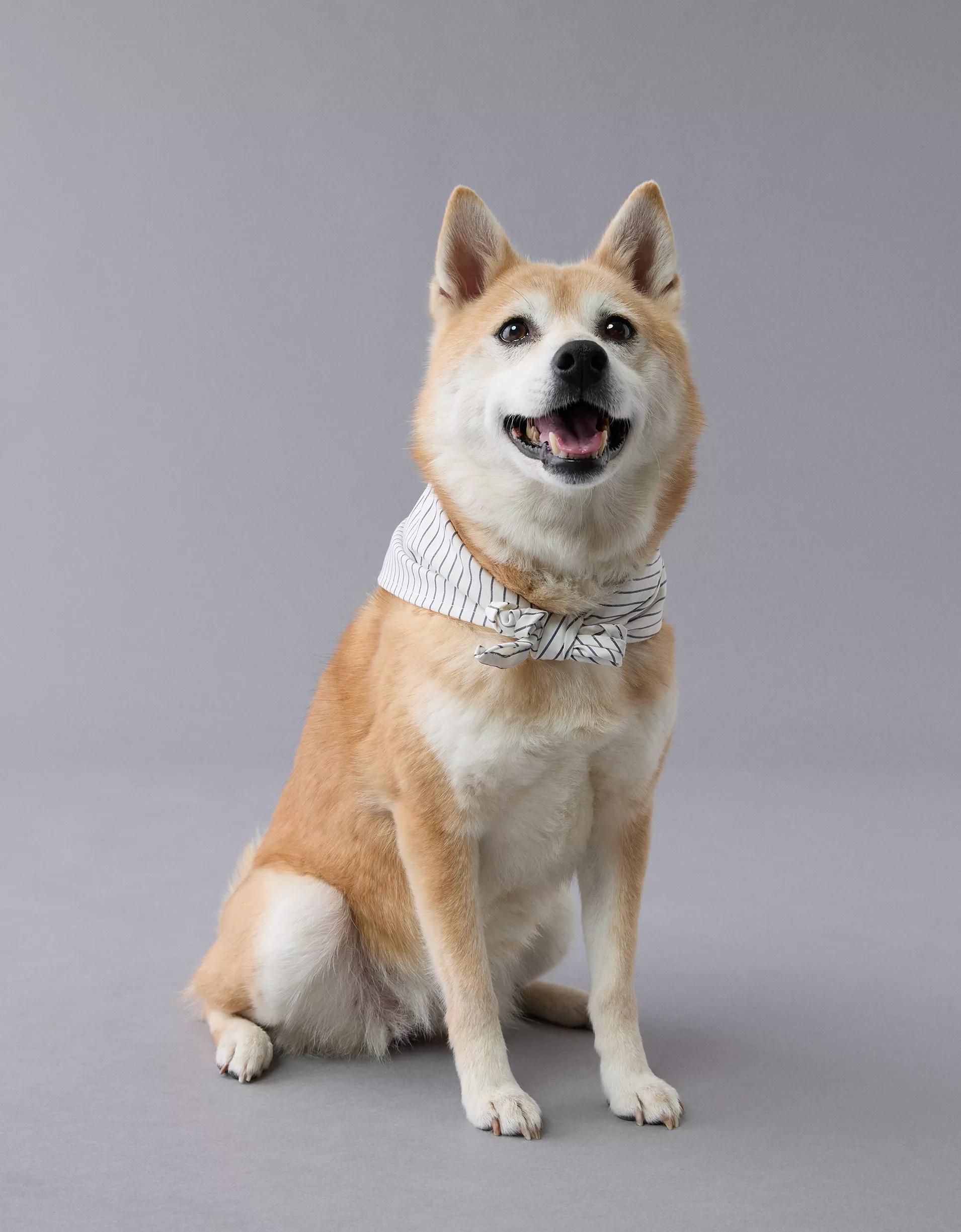 ABO Gingham Snoopy Dog Bandana Product Image